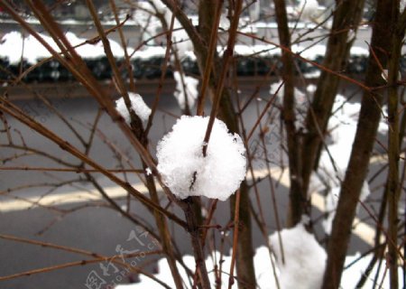 树枝雪球积雪图片