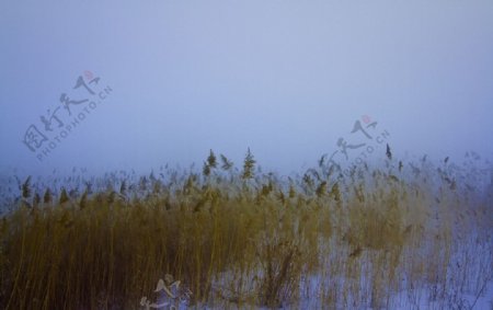 雾罩芦苇图片
