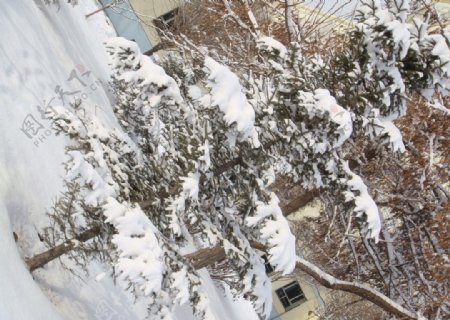 雪中的树图片