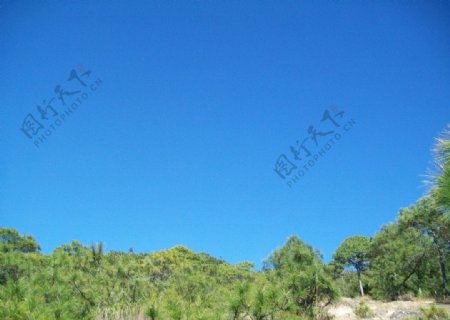 蓝天下的松林图片