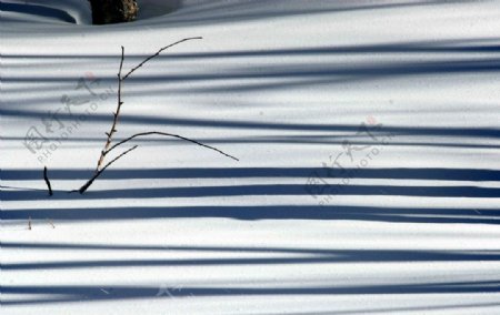 长白山雪影树魅图片