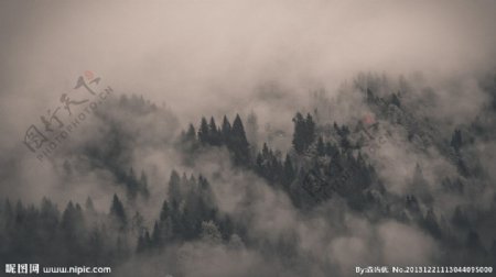 大雾中的松树林图片