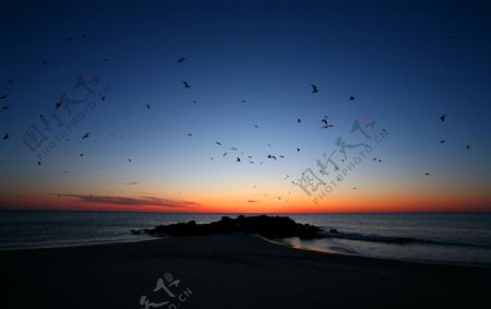 黄昏海鸟群图片