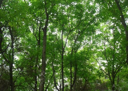 绿树成荫图片