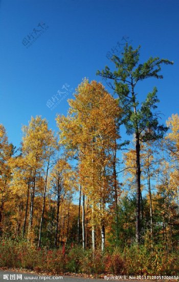 公路边树林秋景图片