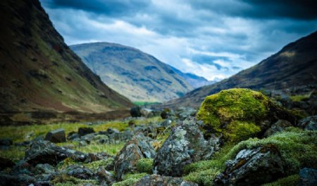 苏格兰高地的苔藓图片