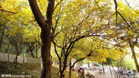 赤霞山的槭树图片