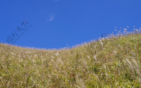 高山草原图片