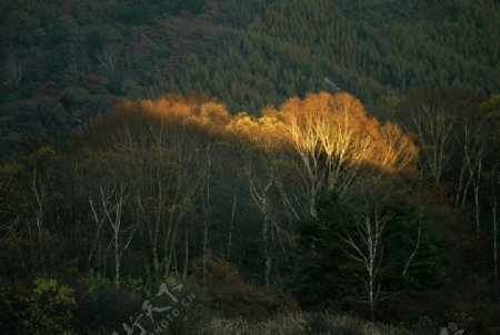 阳光折射小树林图片