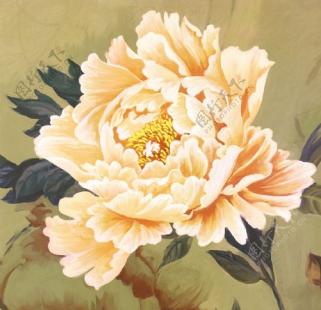 牡丹花卉图片