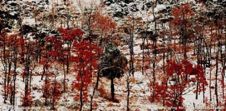 雪山红叶如火图片