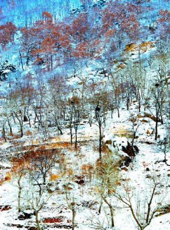 素雅的泰山雪后美景图片