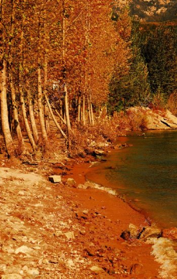 碧水湖畔的秋色图片