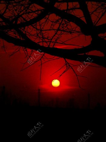 夕阳挂树梢图片