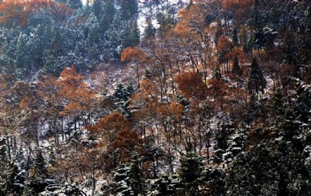 泰山冬日雪景图片