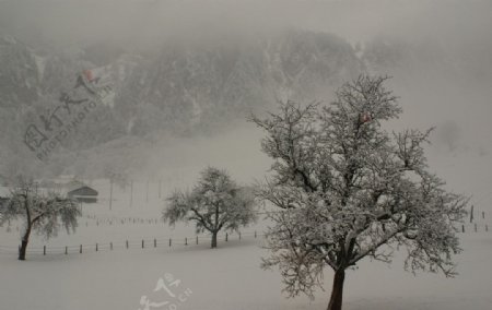 冬季大雪风光图片