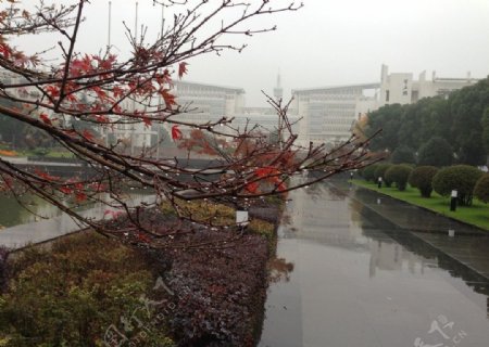 雨中枫叶图片
