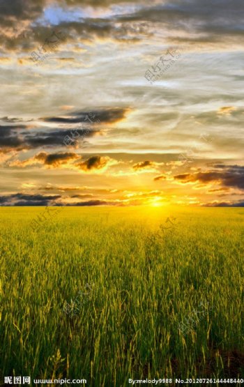 夕阳下的唯美草原图片