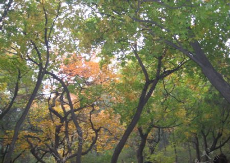 香山枫树图片