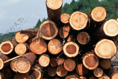 树木圆木木材伐木木头树工业图片