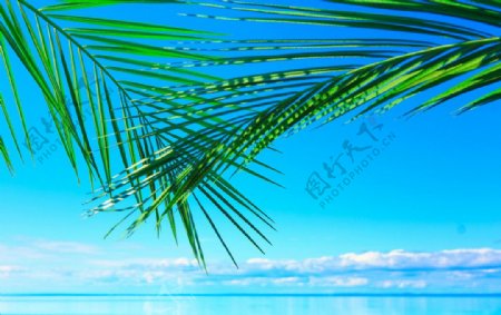 大海椰子图片