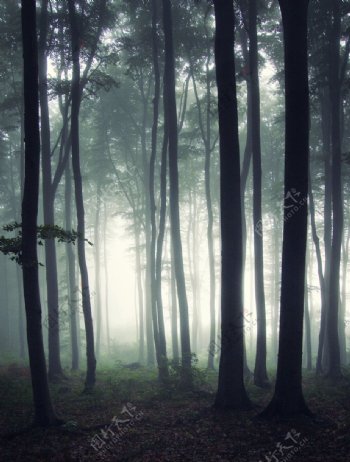 灰暗森林图片