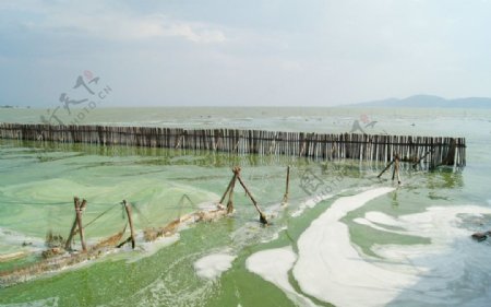 滇池污染图片