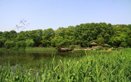 绿色湖滨湿地图片