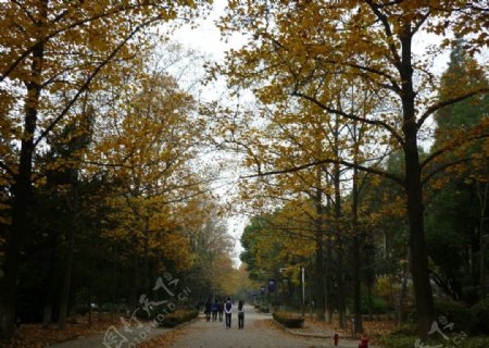 南林秋景图片
