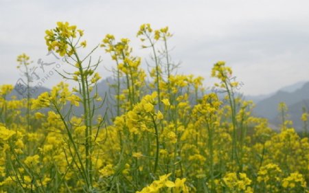 油菜花开季节图片