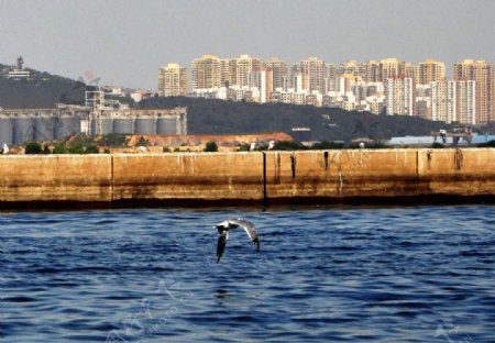 海鸥起飞图片