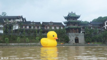 大黄鸭图片