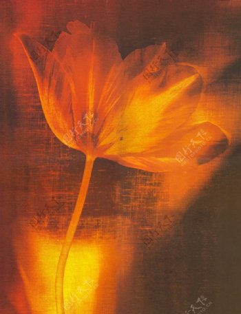 抽象油画花卉图片