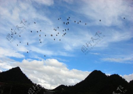 天空大雁图片