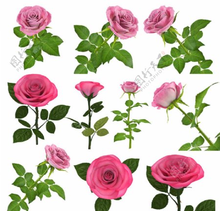 玫瑰花素材图片