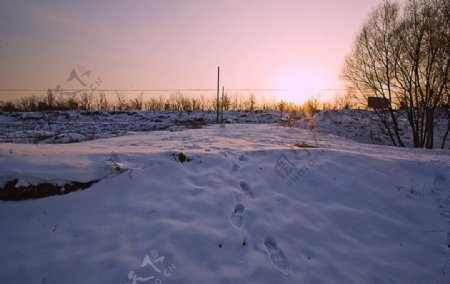 朝阳染红雪花图片