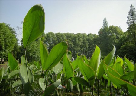 水中植物图片