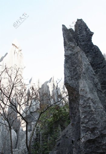 丽江石林图片
