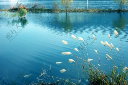 池塘蓝色之魅图片