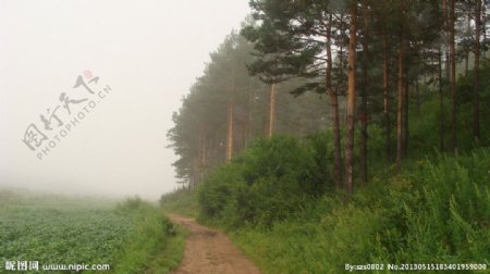 松林边浓雾图片