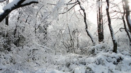 雪林图片