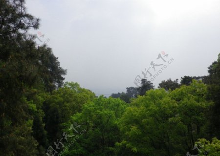 重庆南山植物园图片