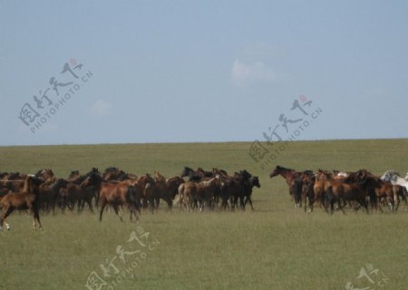 草原牧马图片