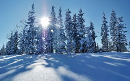 林海雪原图片