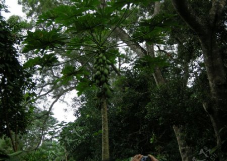 海南风景椰子树图片