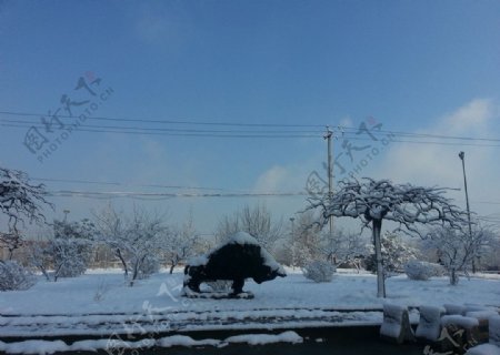 雪地里的牛图片