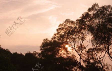 落日树木图片