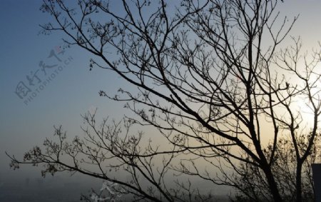 夕阳树影图片