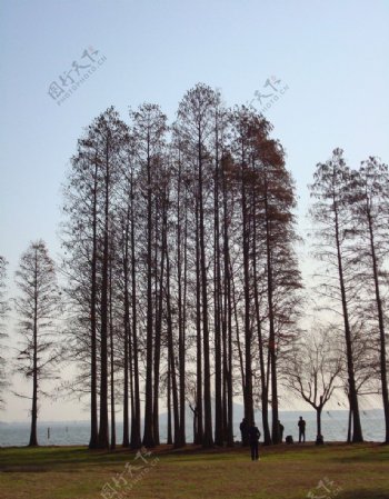 东湖风景图片