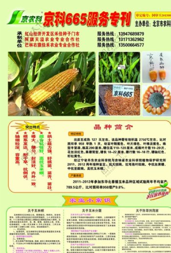 京科665玉米种子图片